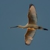 Kolpik bily - Platalea leucorodia - Eurasian Spoonbill 2006